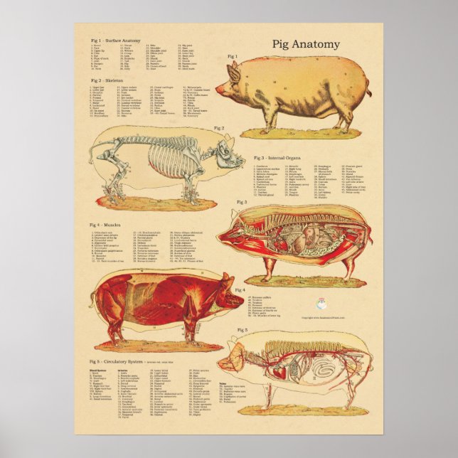 Tableau d'anatomie vétérinaire de porc (Devant)