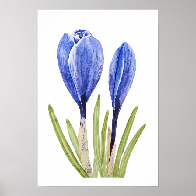 tableau d'aquarelle des boutons de crocus bleu (Devant)