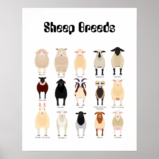tableau des races de moutons (Devant)