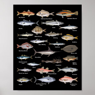 Tableau d'identification de poissons anciens Pêche