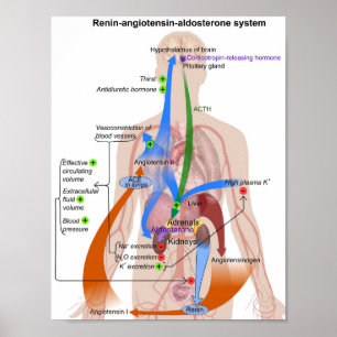 Tableau du système Renin-Angiotensine Diagramme du