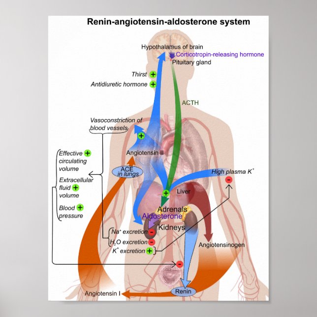 Tableau du système Renin-Angiotensine Diagramme du (Devant)