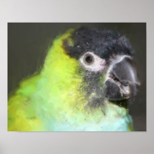 Tableau photo de Nanday Conure Parrot
