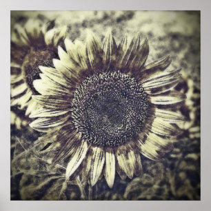 Tableaux vintages de tournesol #3 - Affiches