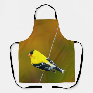 Tablier American Goldfinch - Photo originale