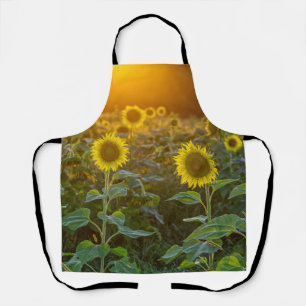Tablier Coucher Du Soleil Sur Le Terrain De Tournesol