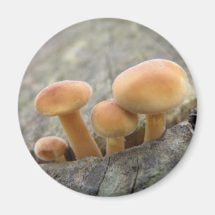 Tabourets sur un aimant de tronc d'arbre