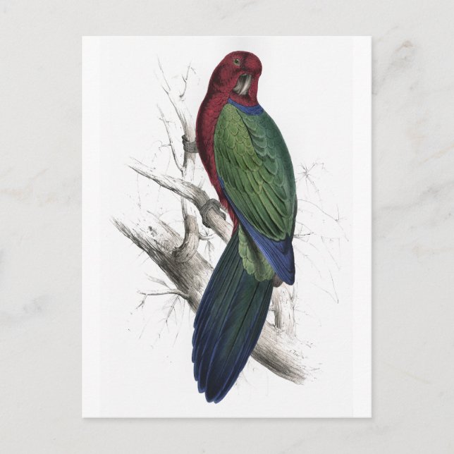 Tabuan Parrakeet by Edward Lear Postcard (Front)