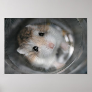Tac stare - Poster