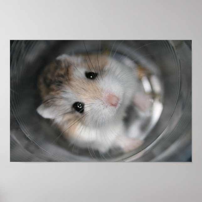 Tac stare - Poster (Devant)