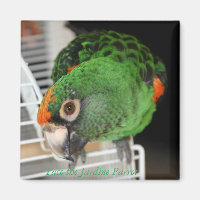 Taco the Jardine Parrot