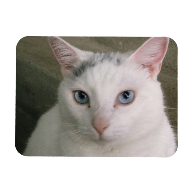 Tadpole Magnet (Horizontal)