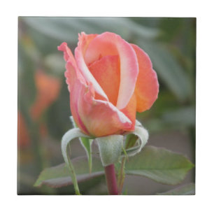 Tahitian Sunset Orange Rose Tile