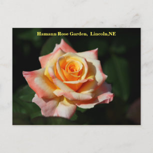 Tahitian Sunset postcard Lincoln, NE 2014 250