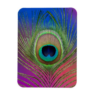Tail feather of a peacock magnet