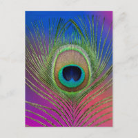 Tail feather of a peacock