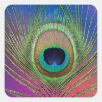 Tail feather of a peacock