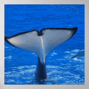 Tail of a Whale Poster