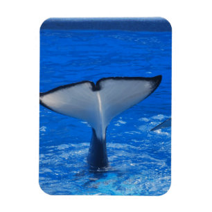 Tail of a Whale Premium Magnet