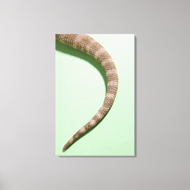 Tail of bearded dragon canvas print (Front)