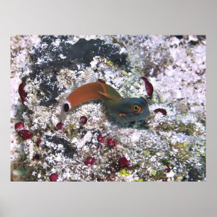 Tail Spot Blenny in S Pose Poster