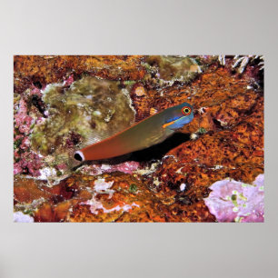 Tail Spot Blenny on a Sponge Poster