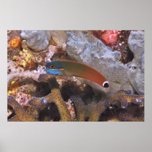 Tail Spot Blenny Poster