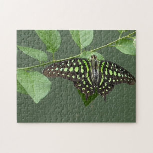 Tailed green jay butterfly jigsaw puzzle