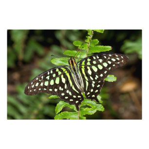 Tailed Jay butterfly Photo Print