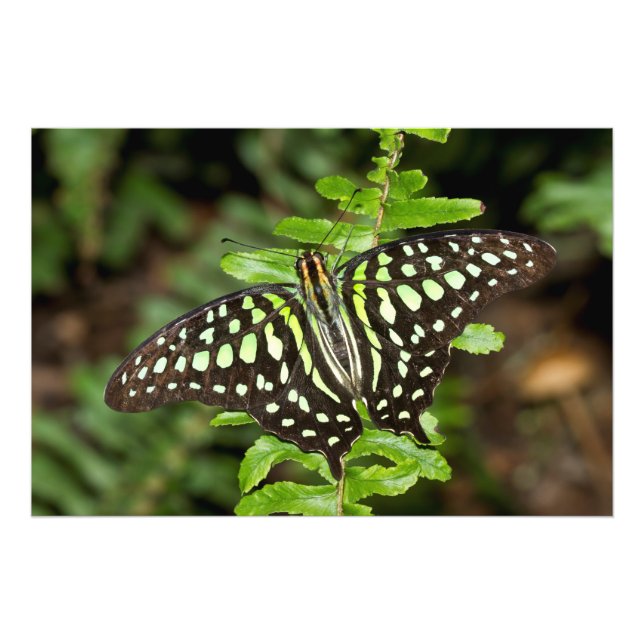 Tailed Jay butterfly Photo Print (Front)