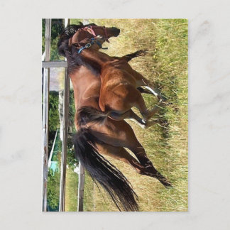 Tails Up Postcard
