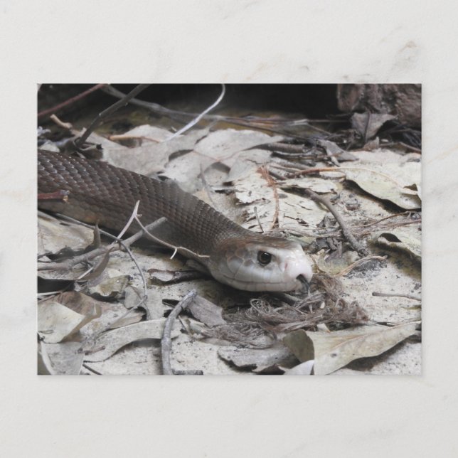 Taipan Postcard (Front)