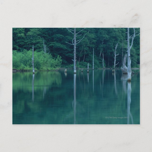 Taisho Pond Postcard (Front)