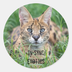 Taji - classic round sticker