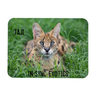 Taji - magnet