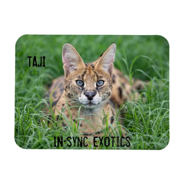 Taji - magnet (Horizontal)