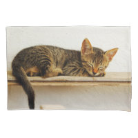 Take a cat nap with a cat!