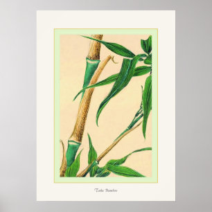 Take Bamboo ~ Vintage Japanese Fine Art Print