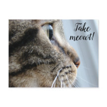 Take me out! Cat Kitten Valentine's Day