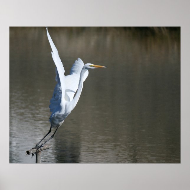 "Take Off", Great Egret Poster (Front)