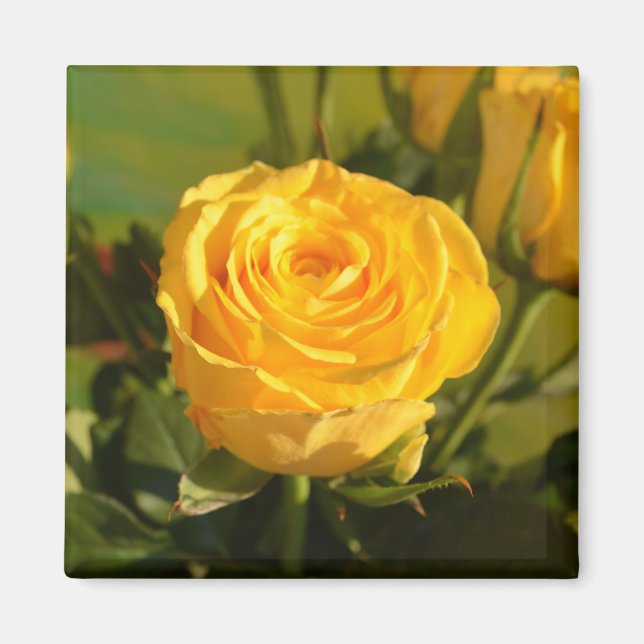 Take time to smell  the yellow rose  magnet (Front)