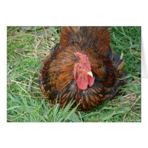 Taking a Break Rooster