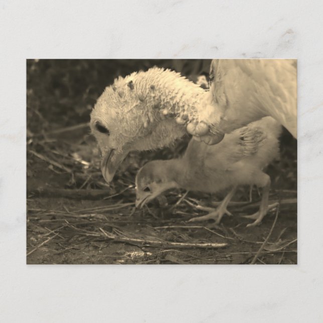 Taking a Closer Look - Postcard (Front)