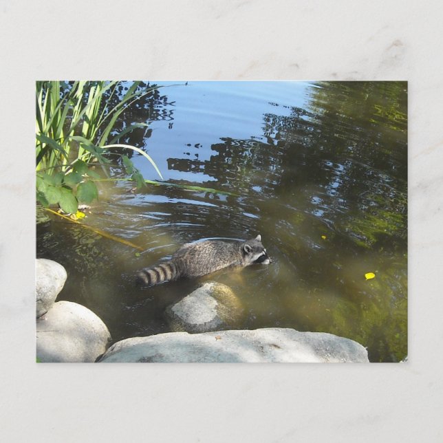 Taking a Dip Racoon Postcard (Front)
