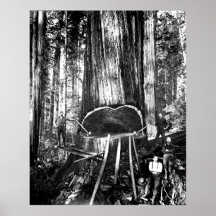 TAKING DOWN A GIANT c. 1890 Poster