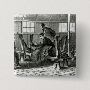 Taking virus from the calf 2 inch square button