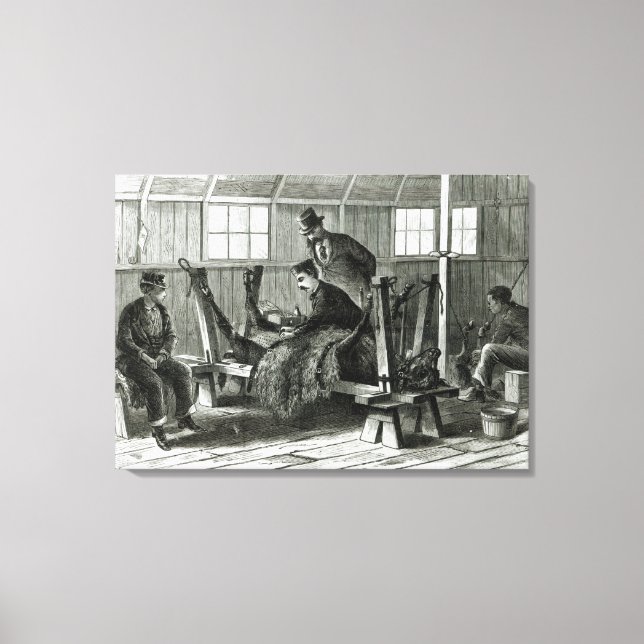 Taking virus from the calf canvas print (Front)