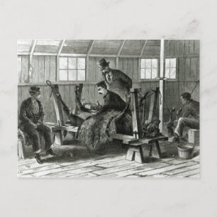 Taking virus from the calf postcard