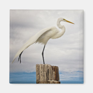 Talented Egret Fort Myers Beach, Florida Magnet