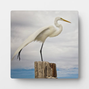 Talented Egret Fort Myers Beach, Florida Plaque
